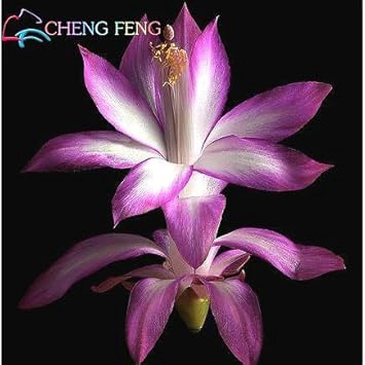 Purple Schlumbergera Flower seeds for Planting - Colorful Display, Heirloom & GMO Free Seeds for Home Garden