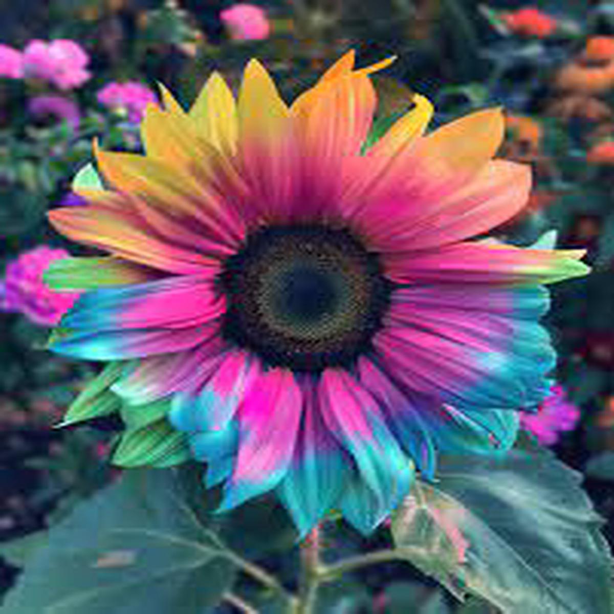 Rainbow Sunflower Seeds for Planting Grow Colorful, Non-GMO, Easy-to-Grow Blooms in Your Garden