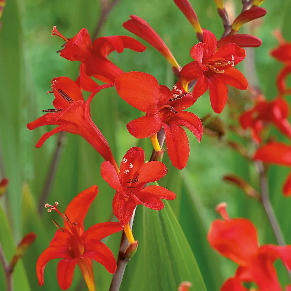 Red Crocosmia Lucifer Flower Seeds for Planting Heirloom Non-GMO High Germination Organic Garden Seeds