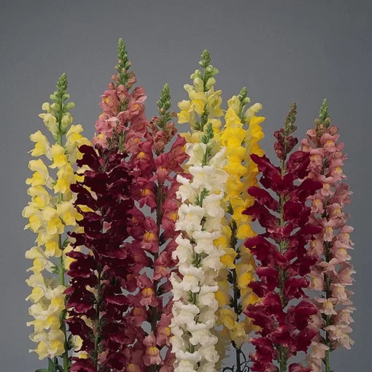 Rocket Mix Snapdragon Seeds | Tall Hybrid Snapdragon Blend Heirloom, Non-GMO, High Germination Organic Garden Seeds