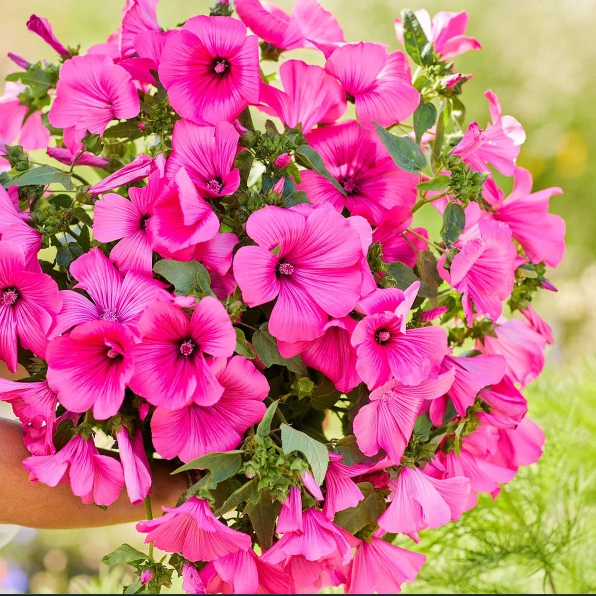 Rose Mallow TANAGRA HOT PINK Blooms Pollinator Attractor Seeds Heirloom, Non-GMO, High Germination Organic Garden Seeds