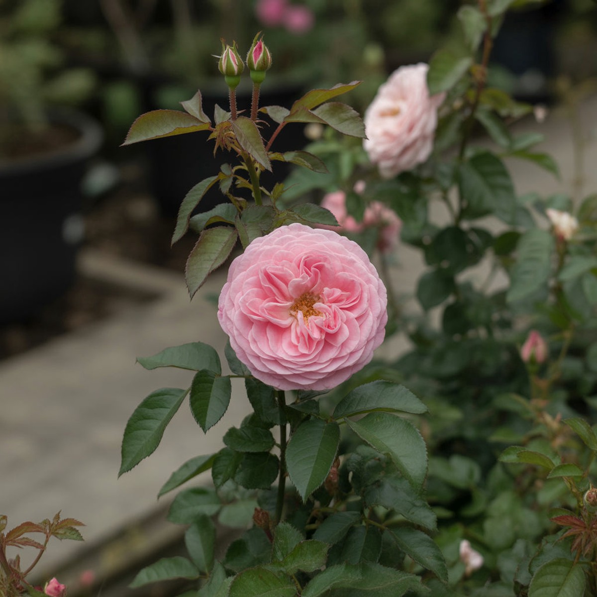 Rose Queen Flower Seeds for Planting Enhance Your Garden with Vibrant Blooms