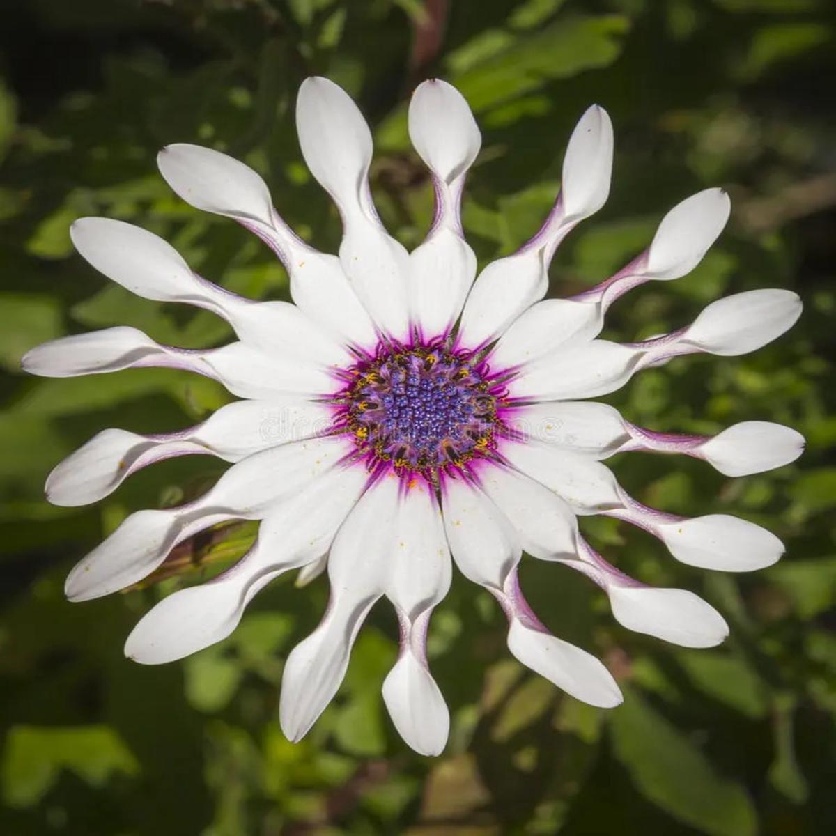 Shrubby Daisy Bush Flower Seeds for Planting  Wildflower Mix, Heirloom Non-GMO, High Germination Seeds