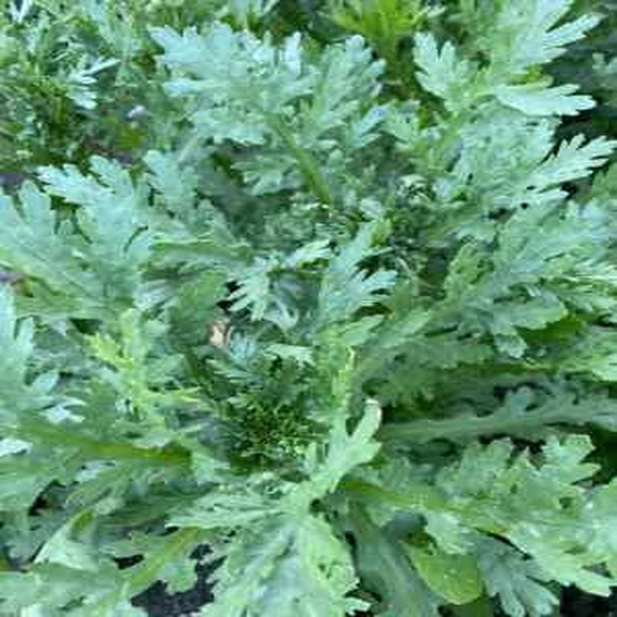 Shungiku Seeds for Planting, NON-GMO, Color Daisy, Garland Chrysanthemum Heirloom