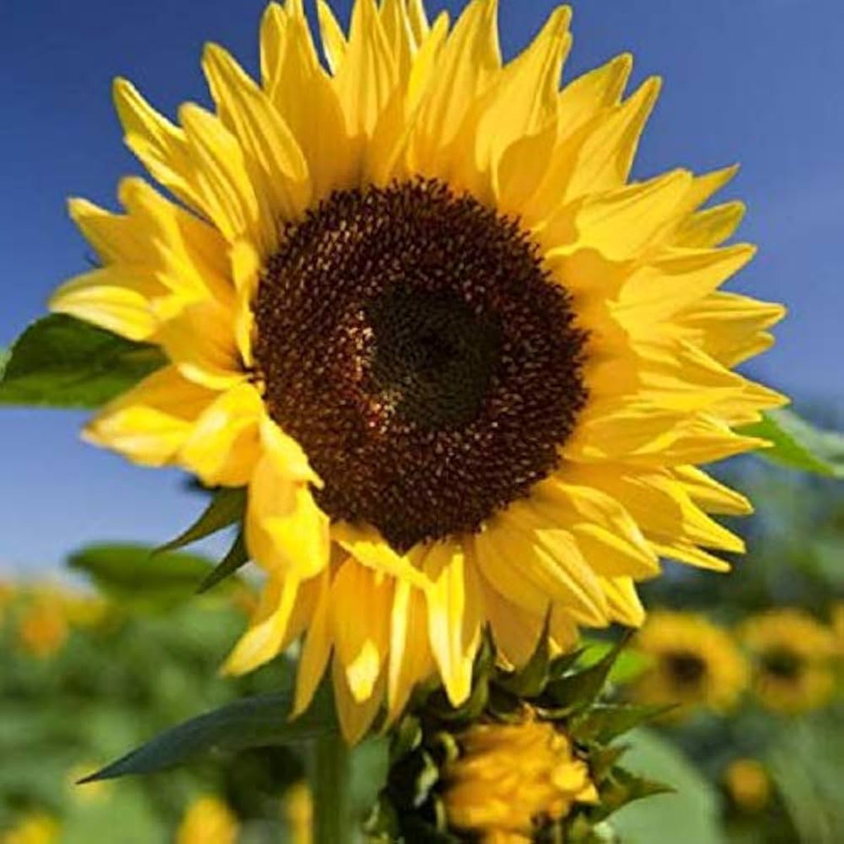 Sunflower Helianthus Annuus Flower For Planting Great For Pollinator Gardens Seasonal Blooms