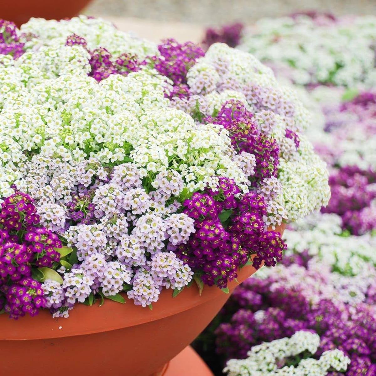 Sweet Alyssum Mix For Planting Lobularia Maritima For Edging Paths And Home Gardens Flower Seeds
