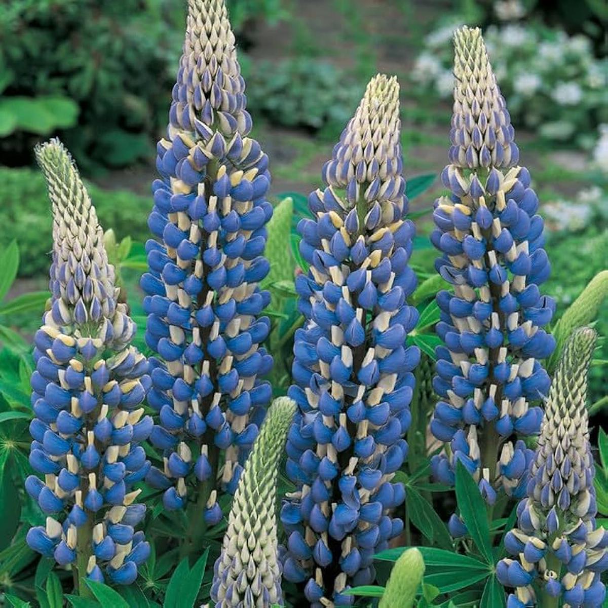 Sweet Blue Lupine Seeds Hardy Perennial for Beautiful Flower and Nutrient-Rich Soil