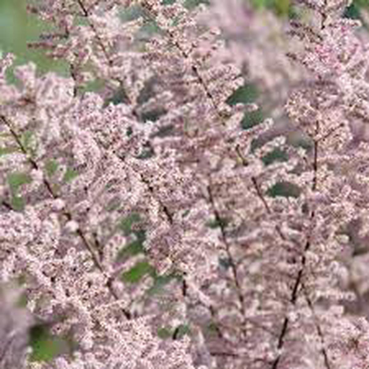 Tamarix Flower seeds for Planting - Garden Favorite, Heirloom & GMO Free Seeds for Home Garden