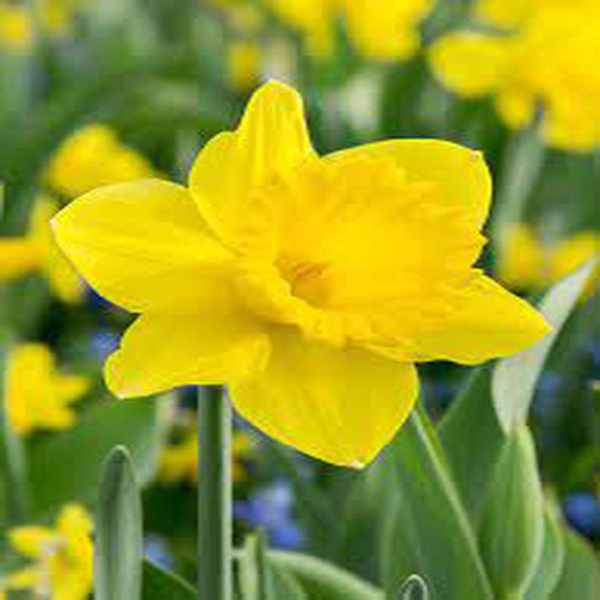 Thick Yellow Narcissus Flower seeds for Planting - Cottage Garden Essential, Heirloom & GMO Free Seeds for Home Garden