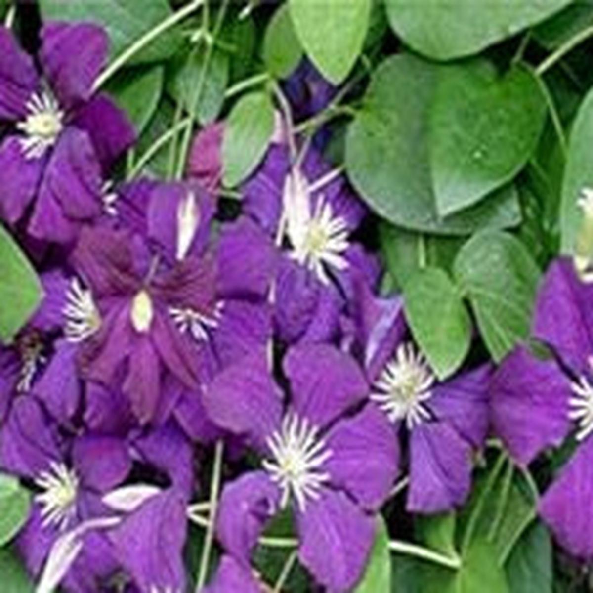 Violet Matthiola Flower Seeds for Planting NON GMO Heirloom Seeds, High Germination, Organic Garden