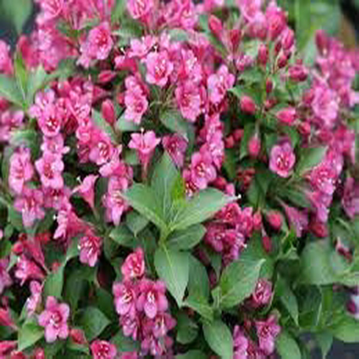 Weigela Florida Flower seeds for Planting Bright Blooms Heirloom & GMO Free Seeds for Home Garden