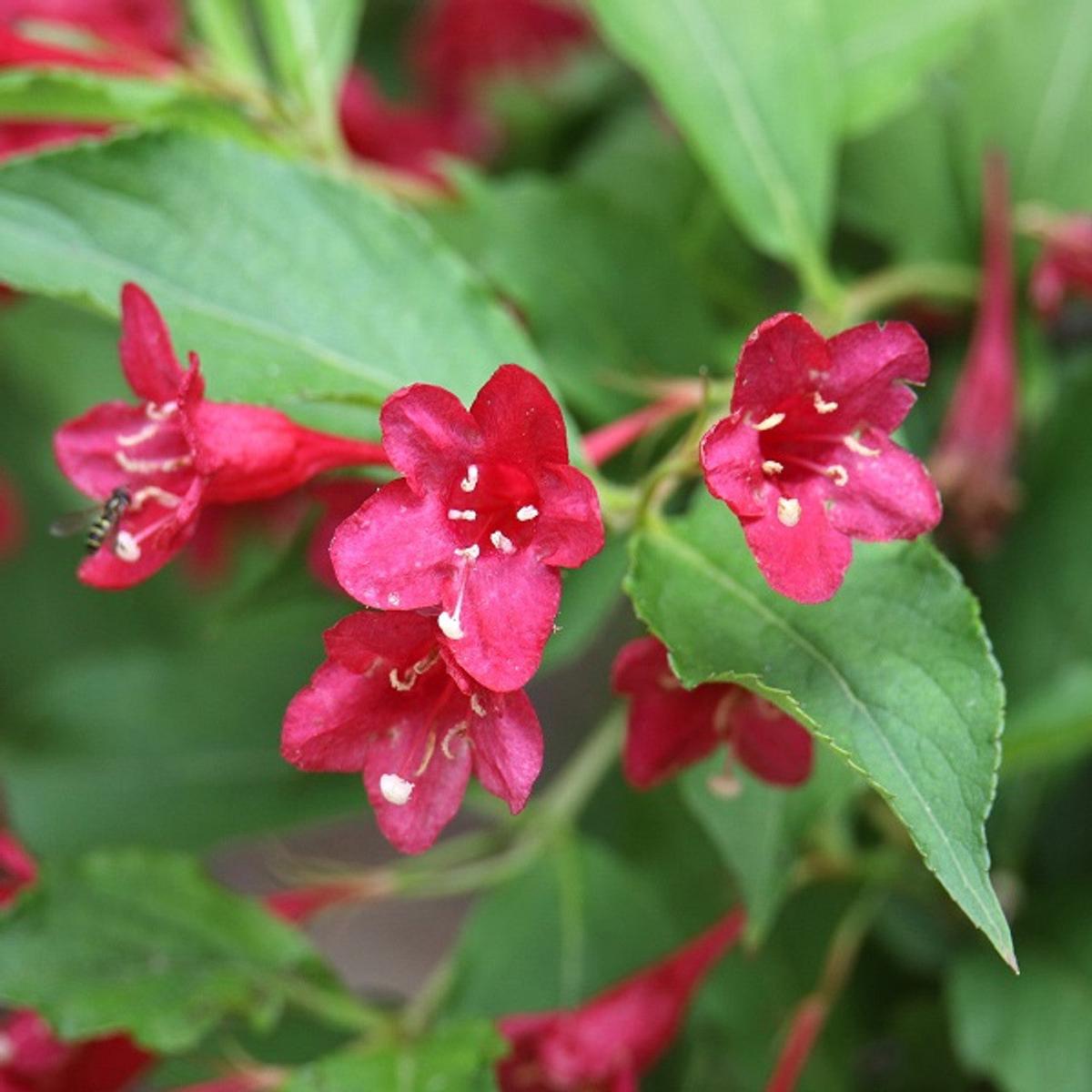 Weigela Seeds for Planting Organic, Heirloom, Non-GMO Flowering Shrub Seeds