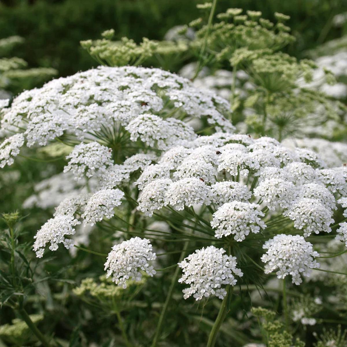 White Bishops Flower seeds for Planting - Vibrant Colors, Heirloom & GMO Free Seeds for Home Garden