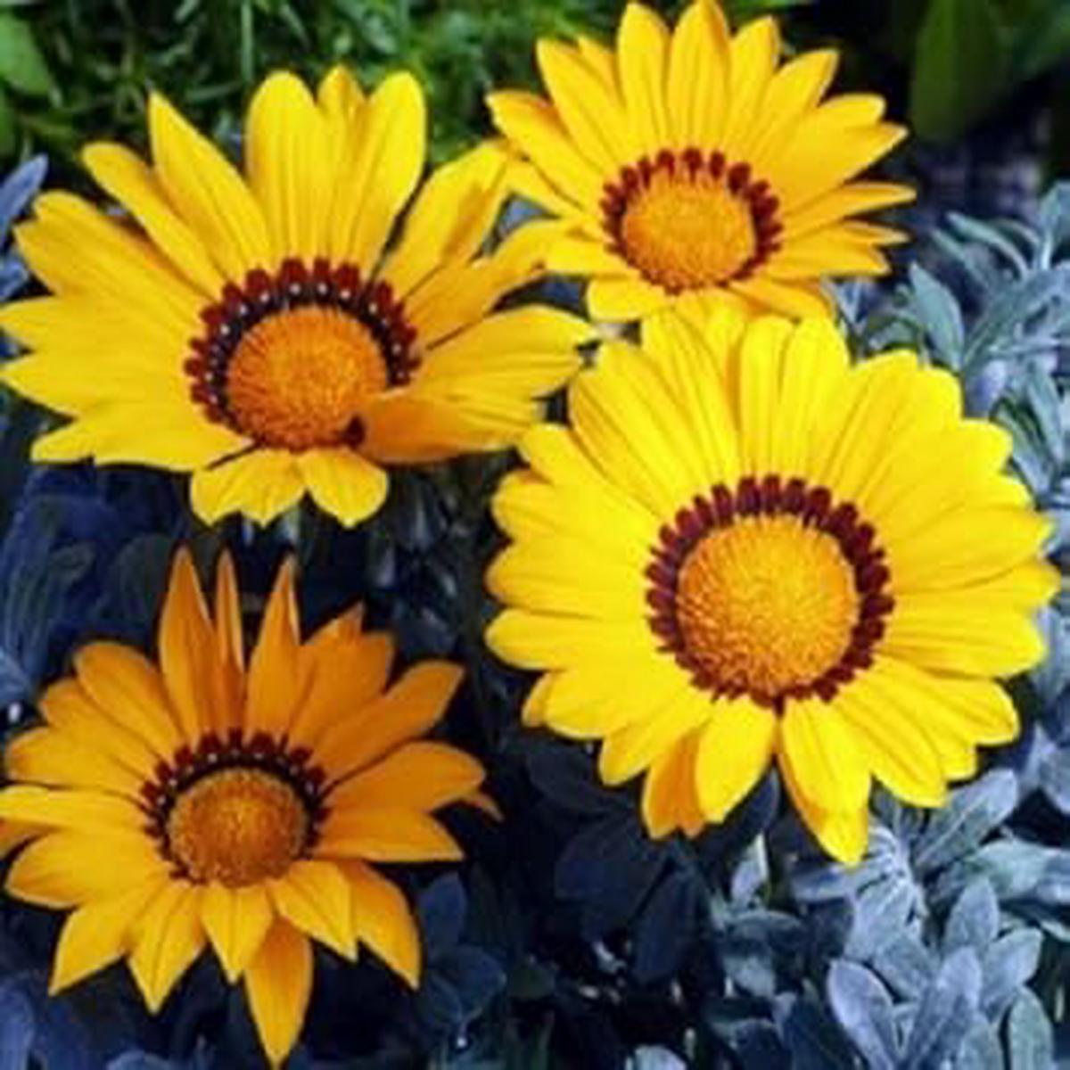 Yellow Gazania Flower Seeds  Heirloom, Non-GMO, High Germination Organic Garden Seeds for Planting Vibrant Blooms