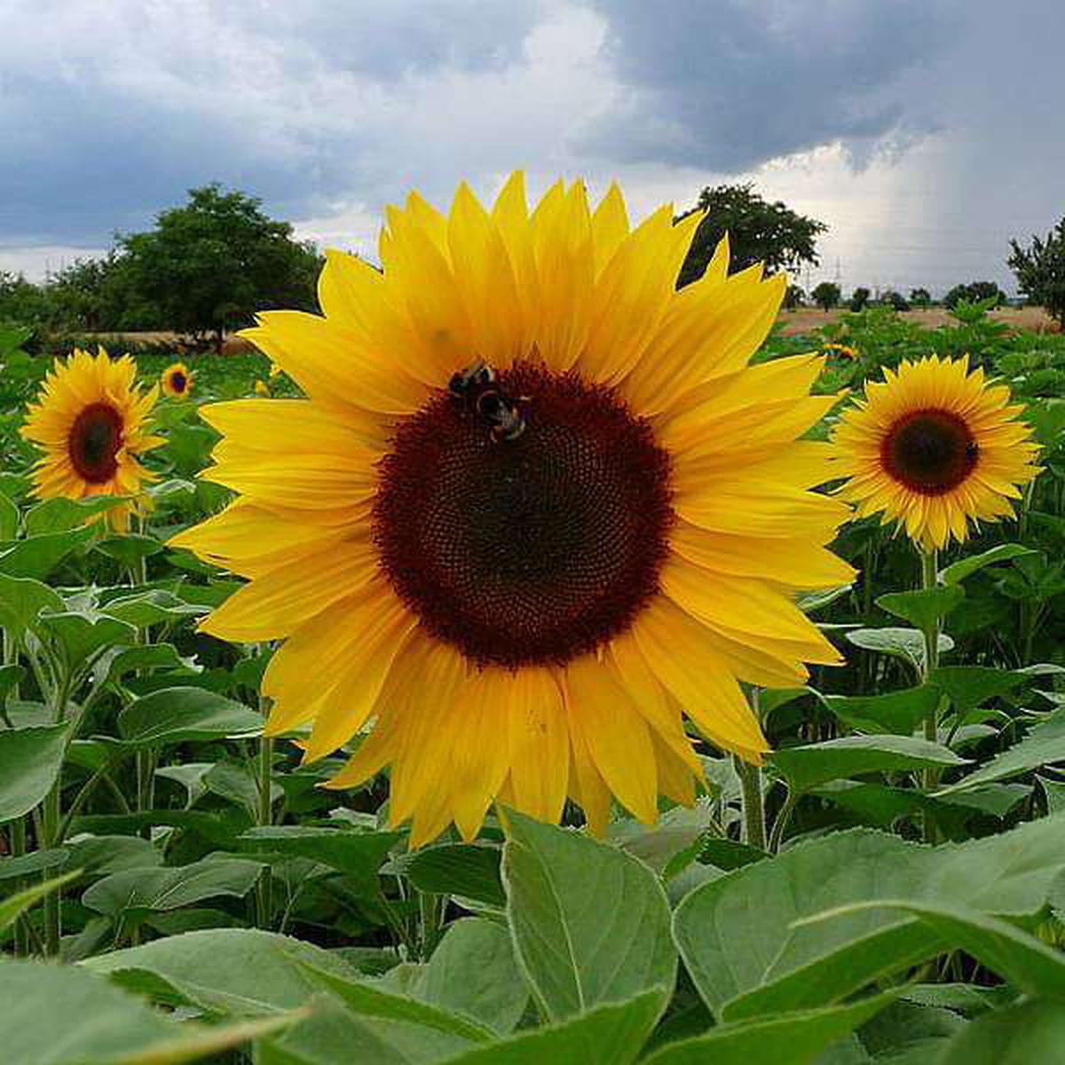 Yellow Giant Sunflower Seeds for Planting | Heirloom Non-GMO High Germination Organic Garden Seeds