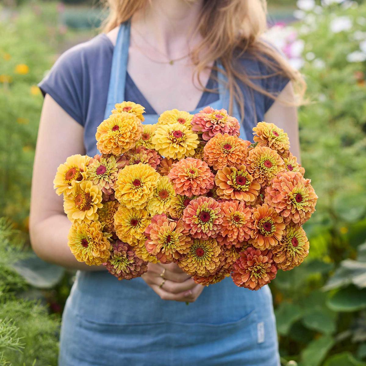 Zinnia Bundle - Queeny Golden Sparkle