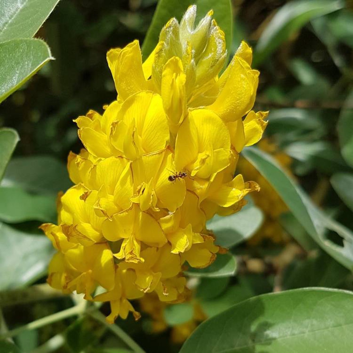 Argyrocytisus Flower seeds for Planting Compact Growth Heirloom & GMO Free Seeds for Home Garden