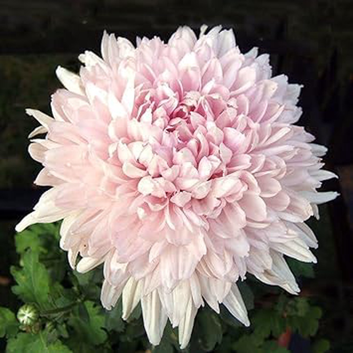 Baby Pink Chrysanthemum Flower Planting Seeds for Garden  Non-GMO, Heirloom, High Germination Seeds