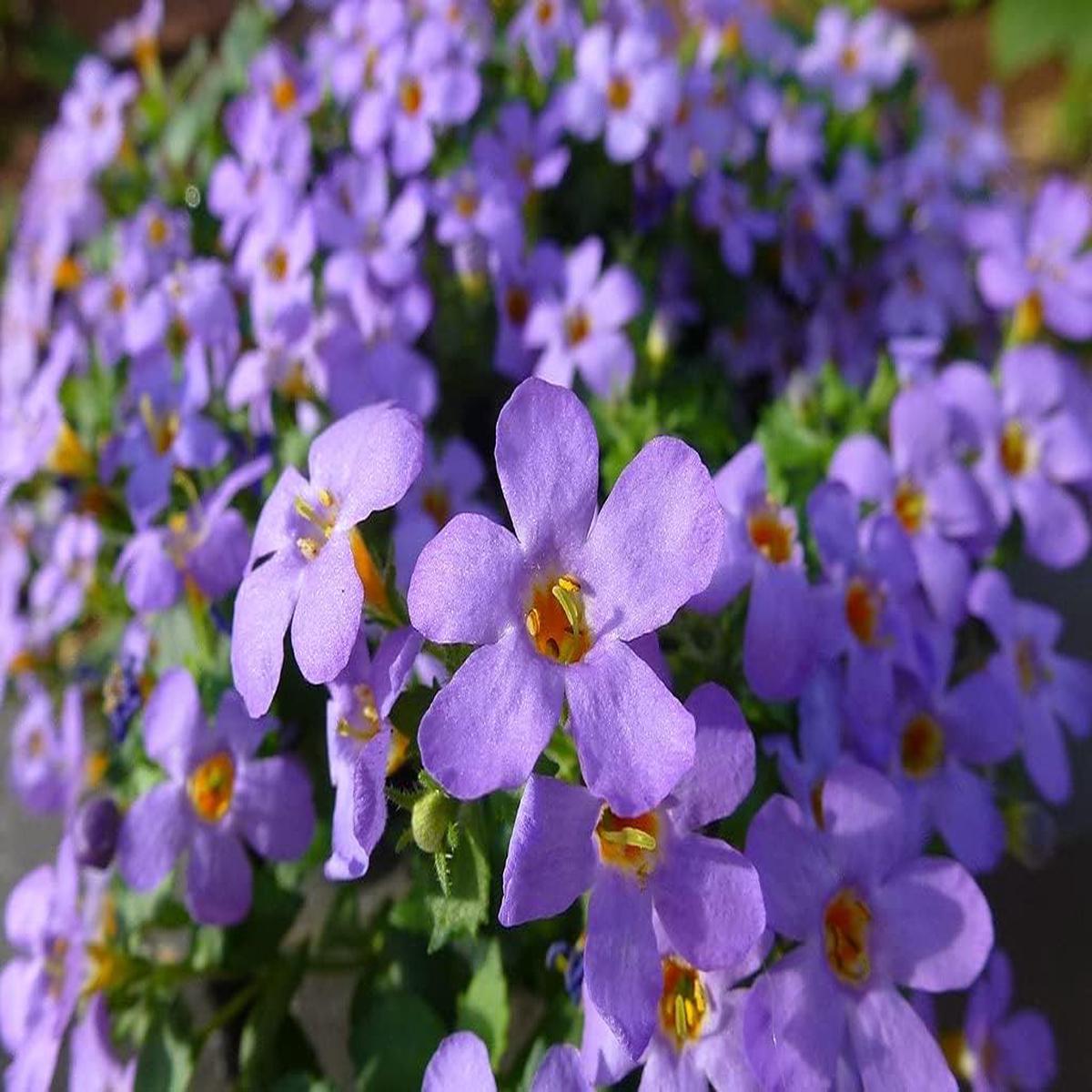 Bacopa Blutopia Flower Seeds for Planting | Heirloom Non-GMO High Germination Organic Garden Seeds