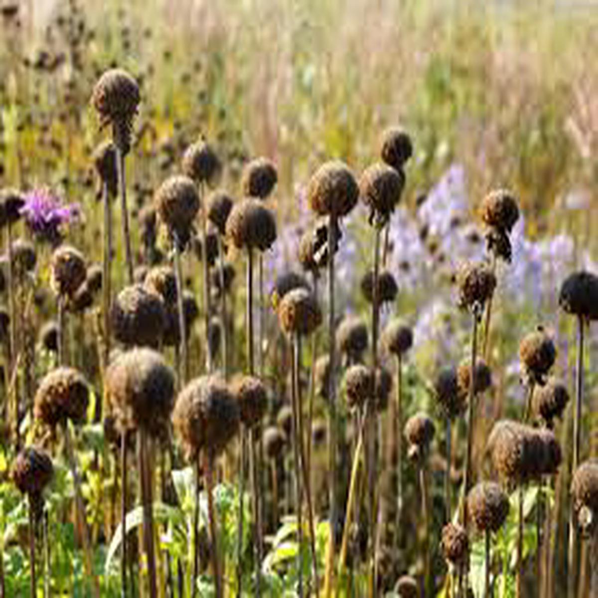 Bee Balm (Monarda Didyma) Flower Seeds for Planting Heirloom, Non-GMO, Perennial, Pollinator-Friendly
