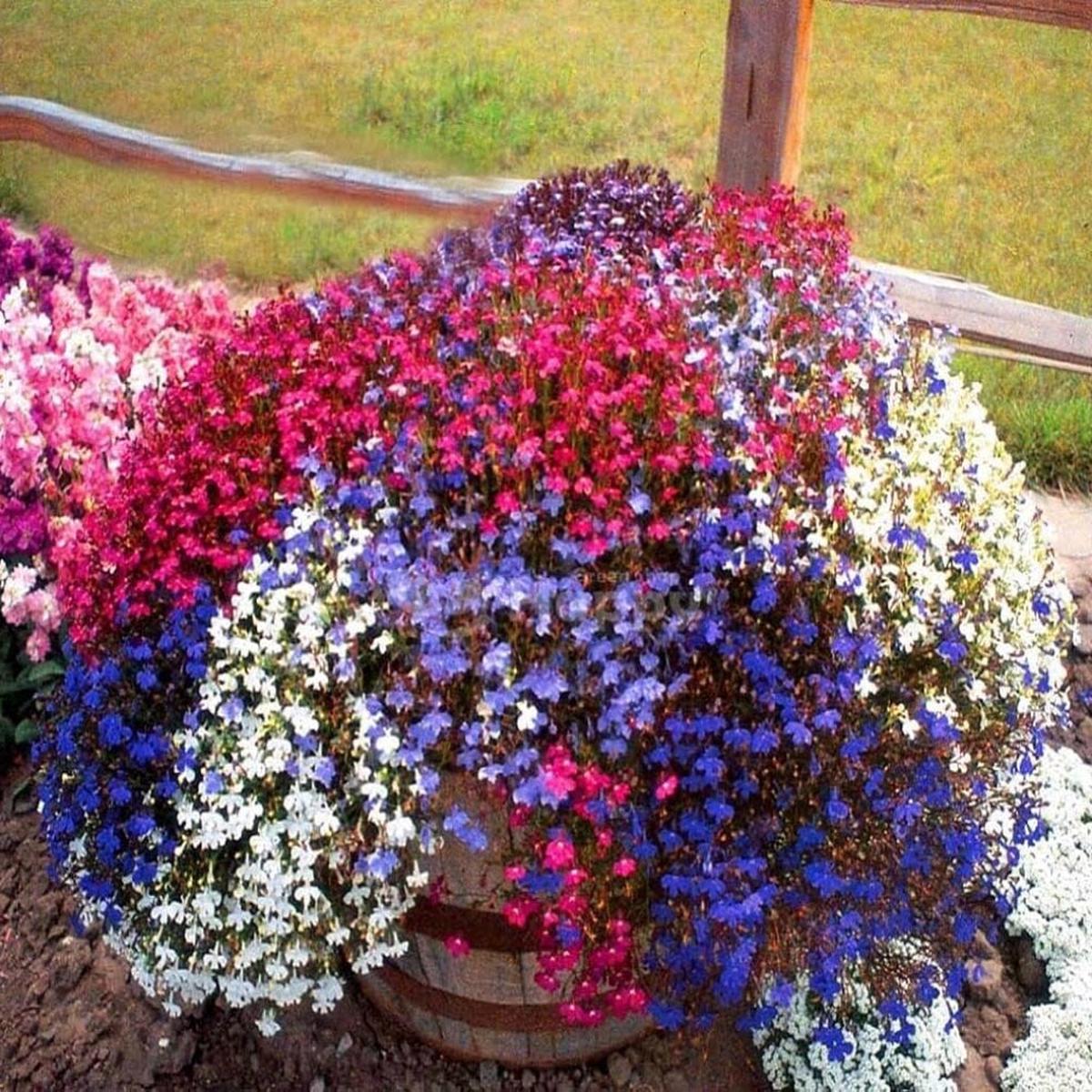 Blue Lobelia Regatta Rose Mix Flower Planting Garden Flower Seeds Home Garden Planting,