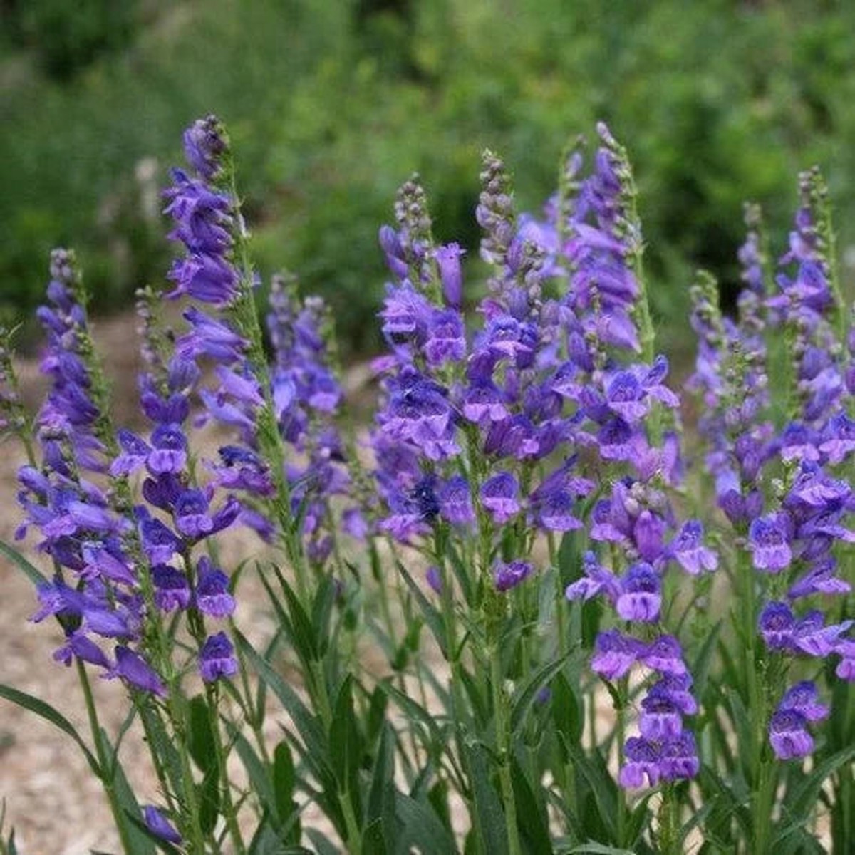 Blue Penstemon Flower For Planting Flower Seeds for Home Garden Planting, Landscape Organic