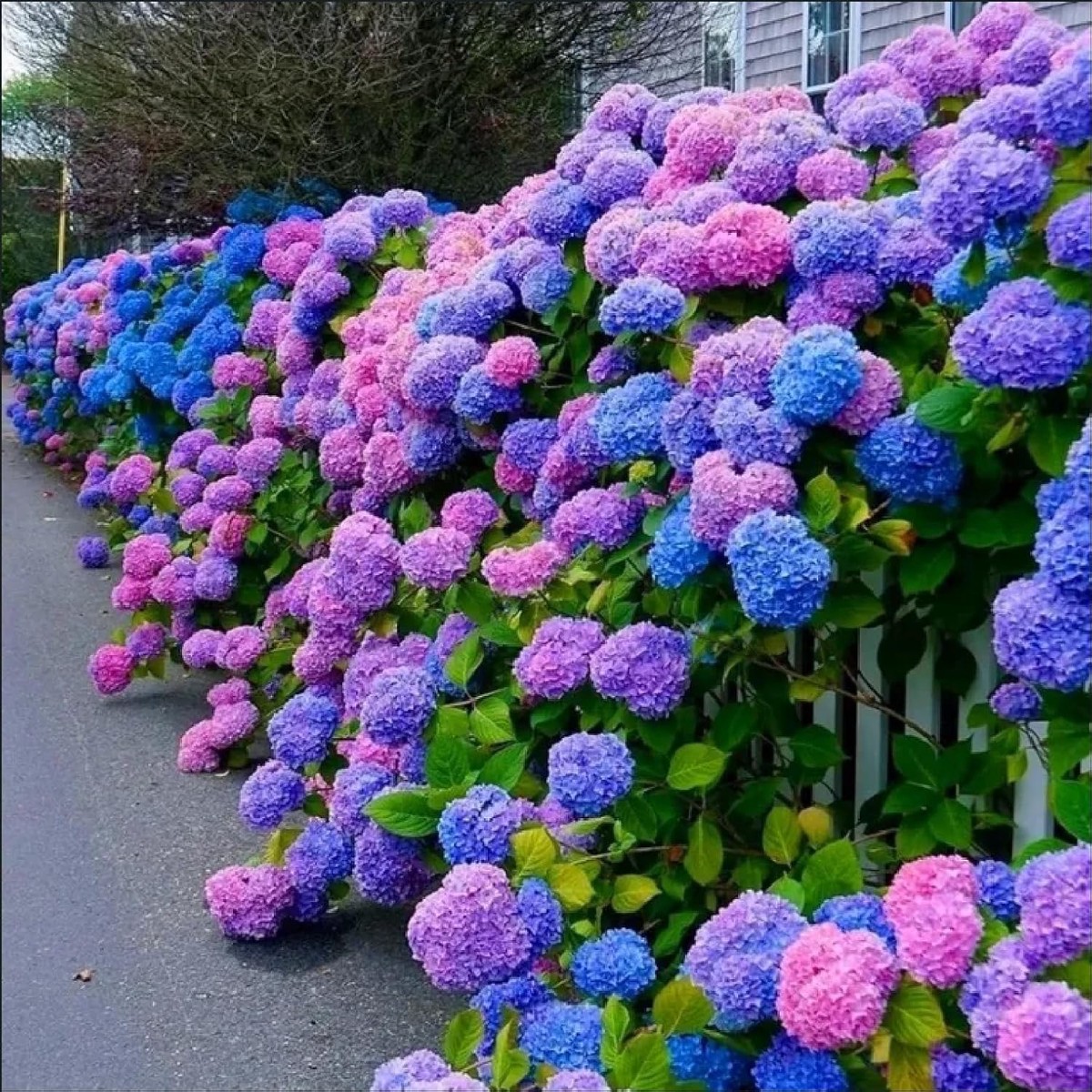 Blue, Pink, Purple Hydrangea Flower Seeds  Heirloom Non-GMO High Germination Seeds for Planting Vibrant Garden Blooms
