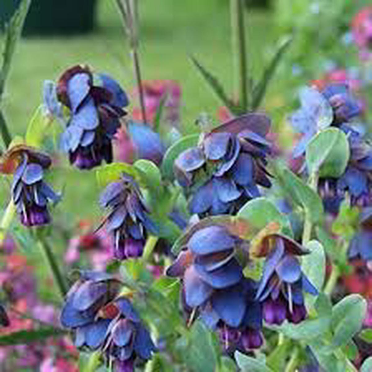Blue Shrimp Flower Seeds for Planting  Heirloom, Non-GMO, High Germination Organic Garden Seeds