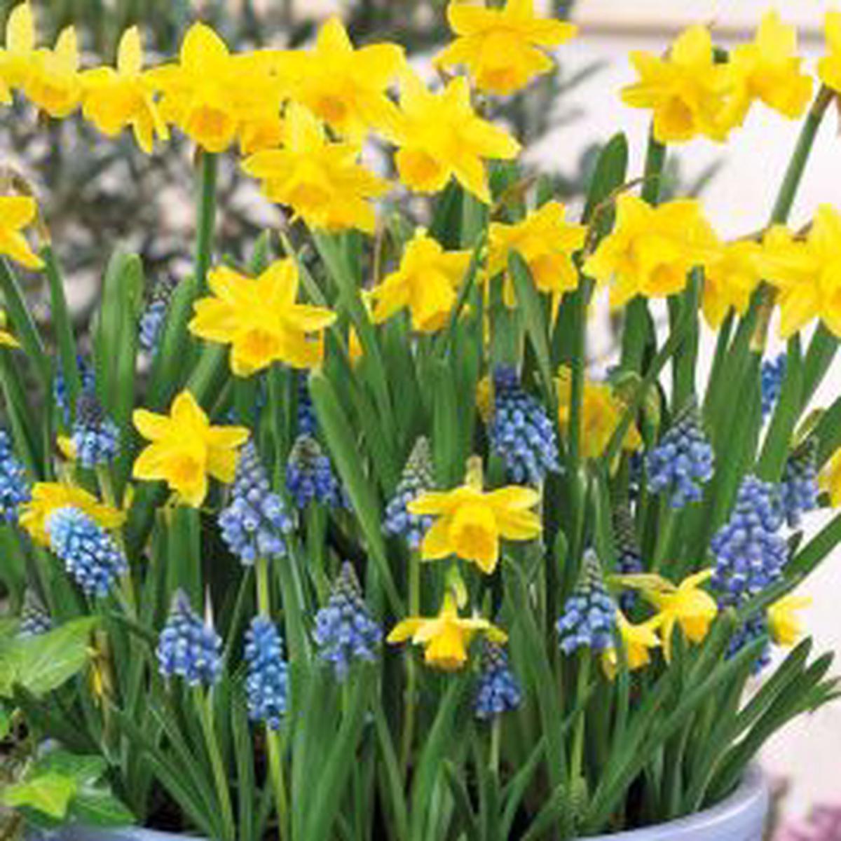 Blue Yellow Daffodil Flower Seeds for Planting  Heirloom, Non-GMO, Bright Blooms, High Germination