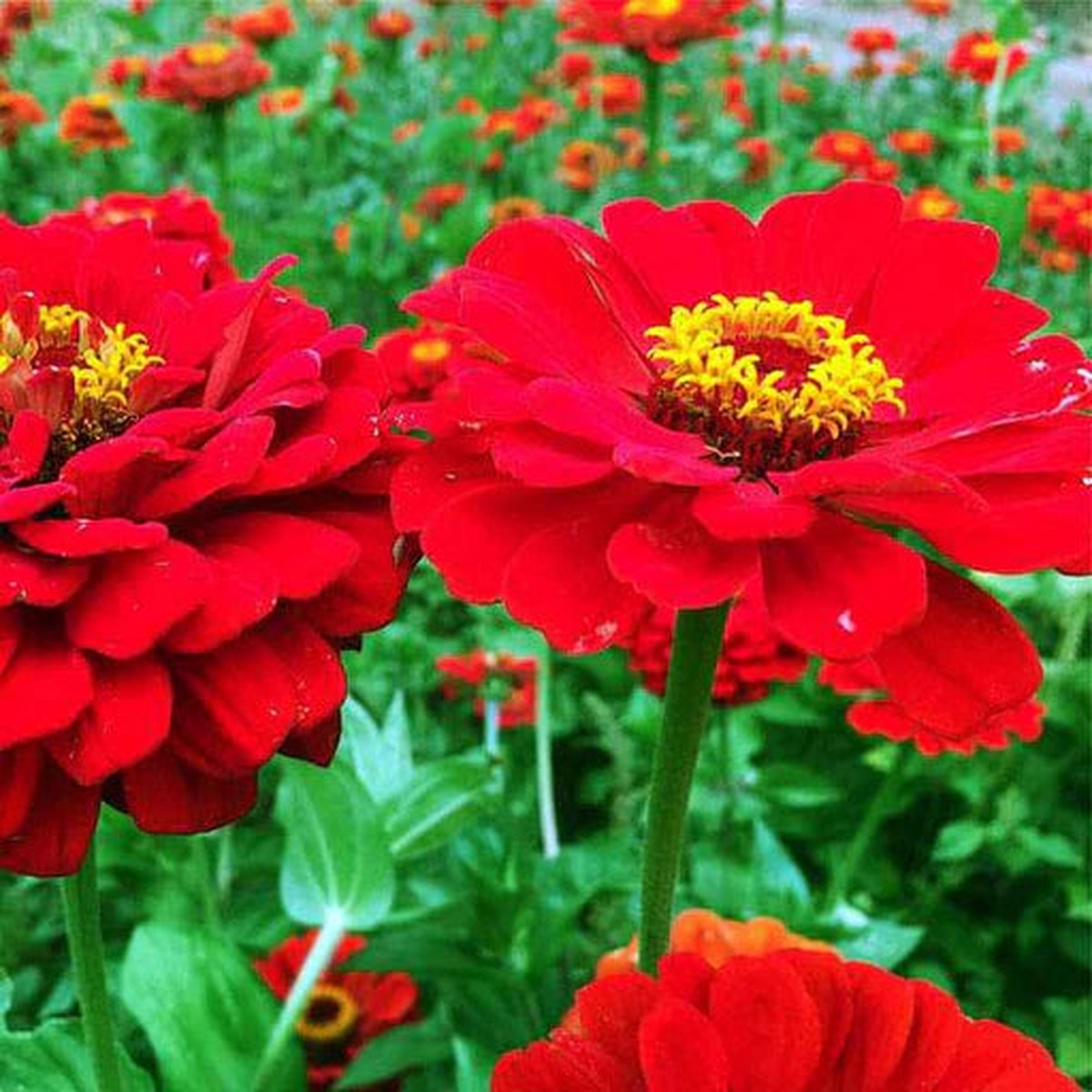 Bright Red Zinnia Flower Seeds for Planting Heirloom, Non-GMO, Easy to Grow, Annual