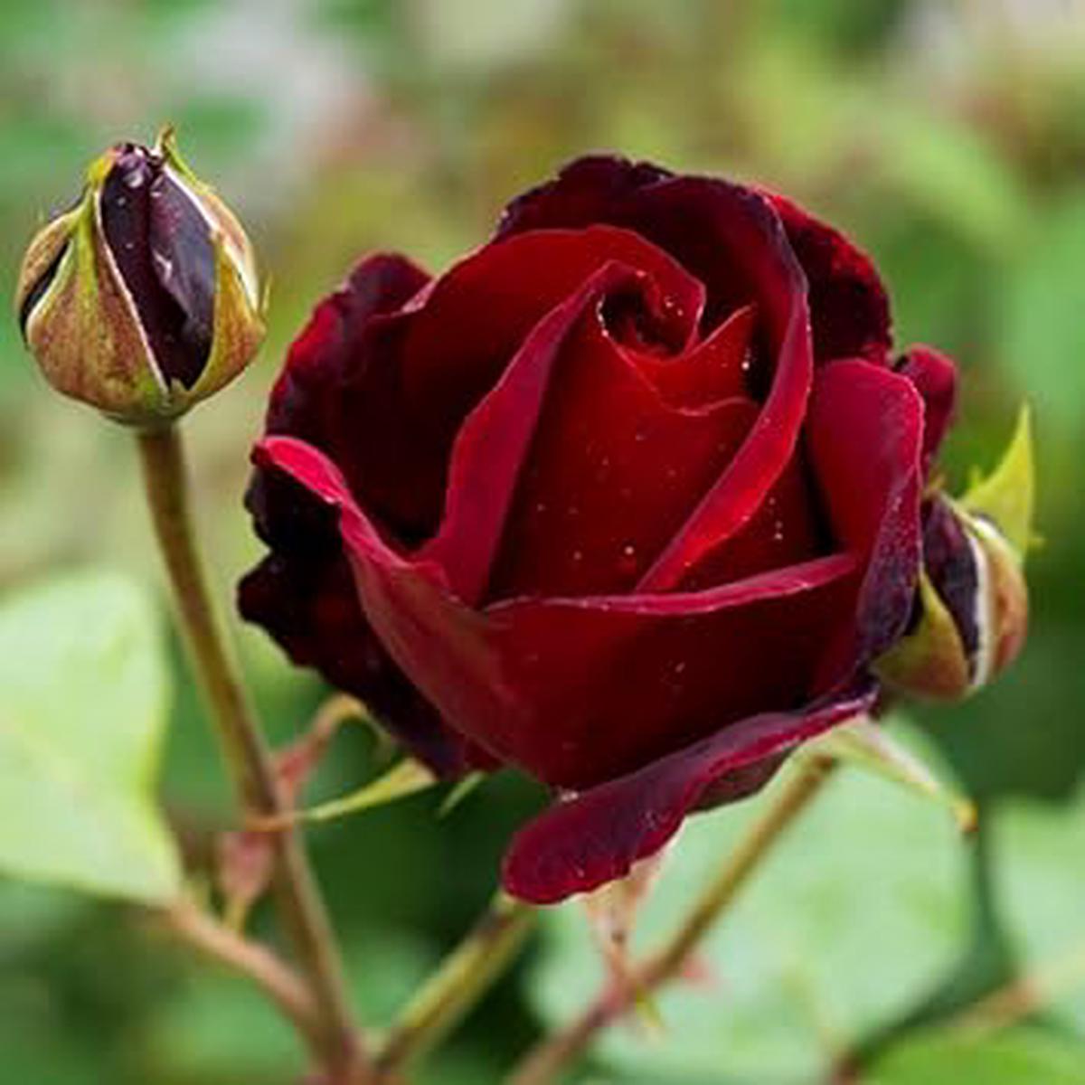 Burgundy Rose Flower Seeds for Planting Heirloom, Non-GMO Seeds for Garden Blooms