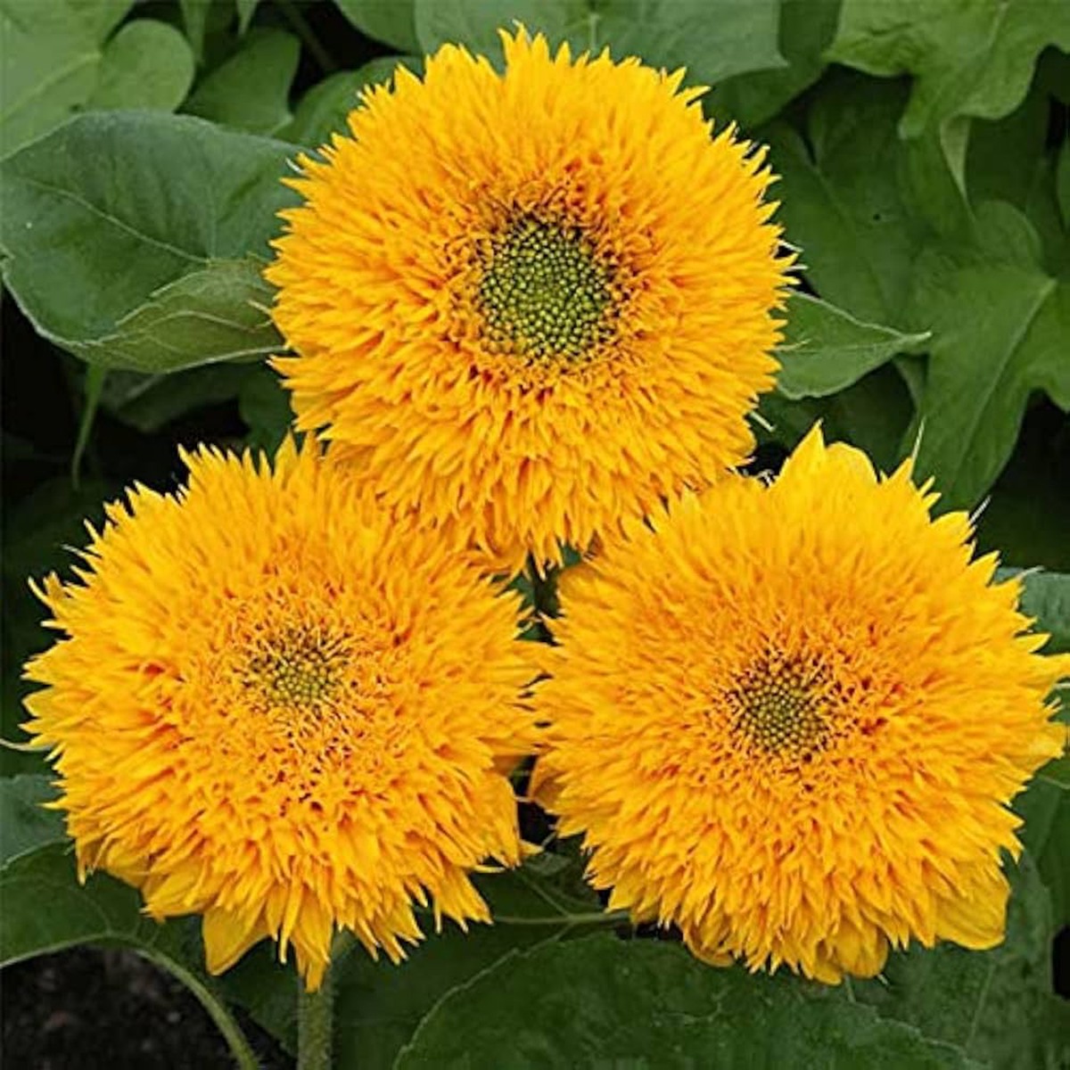Buttercream Sunflower For Planting Helianthus Annuus For Flower Beds And Sunny Borders Flower Seeds