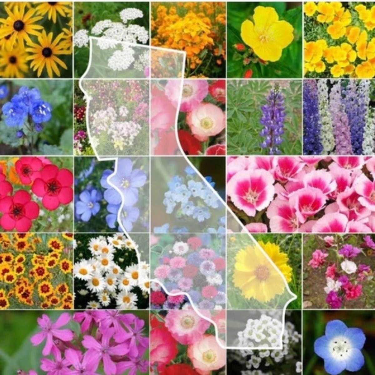 California Wildflower Seed Mix landscapes into colorful Flowers Seeds  Heirloom, Non-GMO, High Germination Organic Garden Seeds