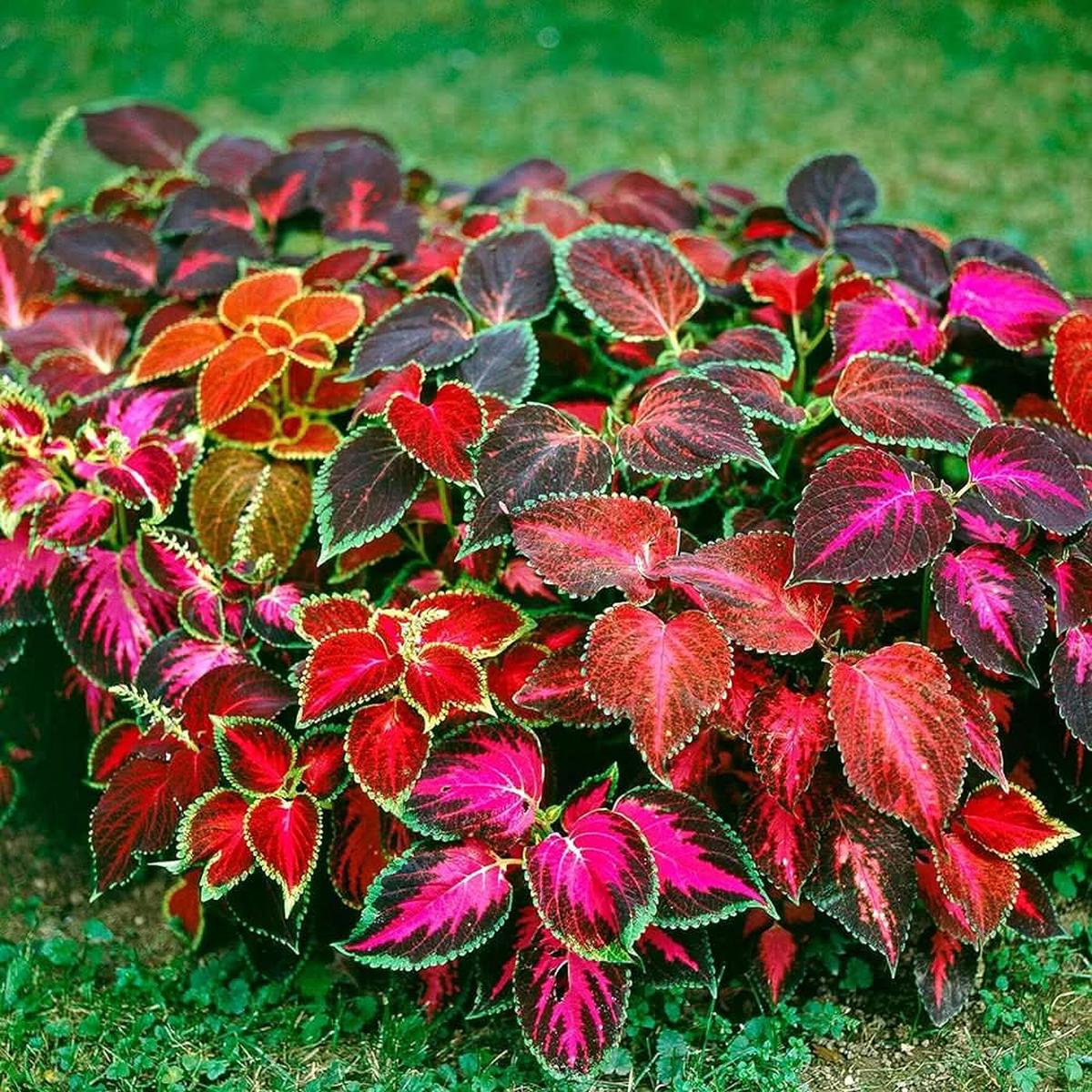 Coleus Plectranthus Scutellarioides Flower For Planting In Indoor Pots Home Garden Arrangements
