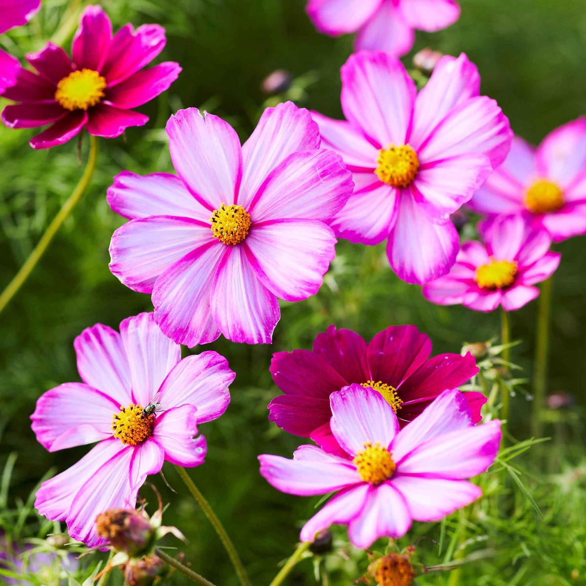 Cosmos Seeds - Picotee