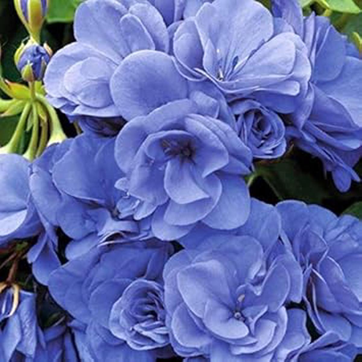 Deep Blue Geranium Perennial Flower Seeds for Planting | Heirloom Non-GMO High Germination Organic Garden Seeds