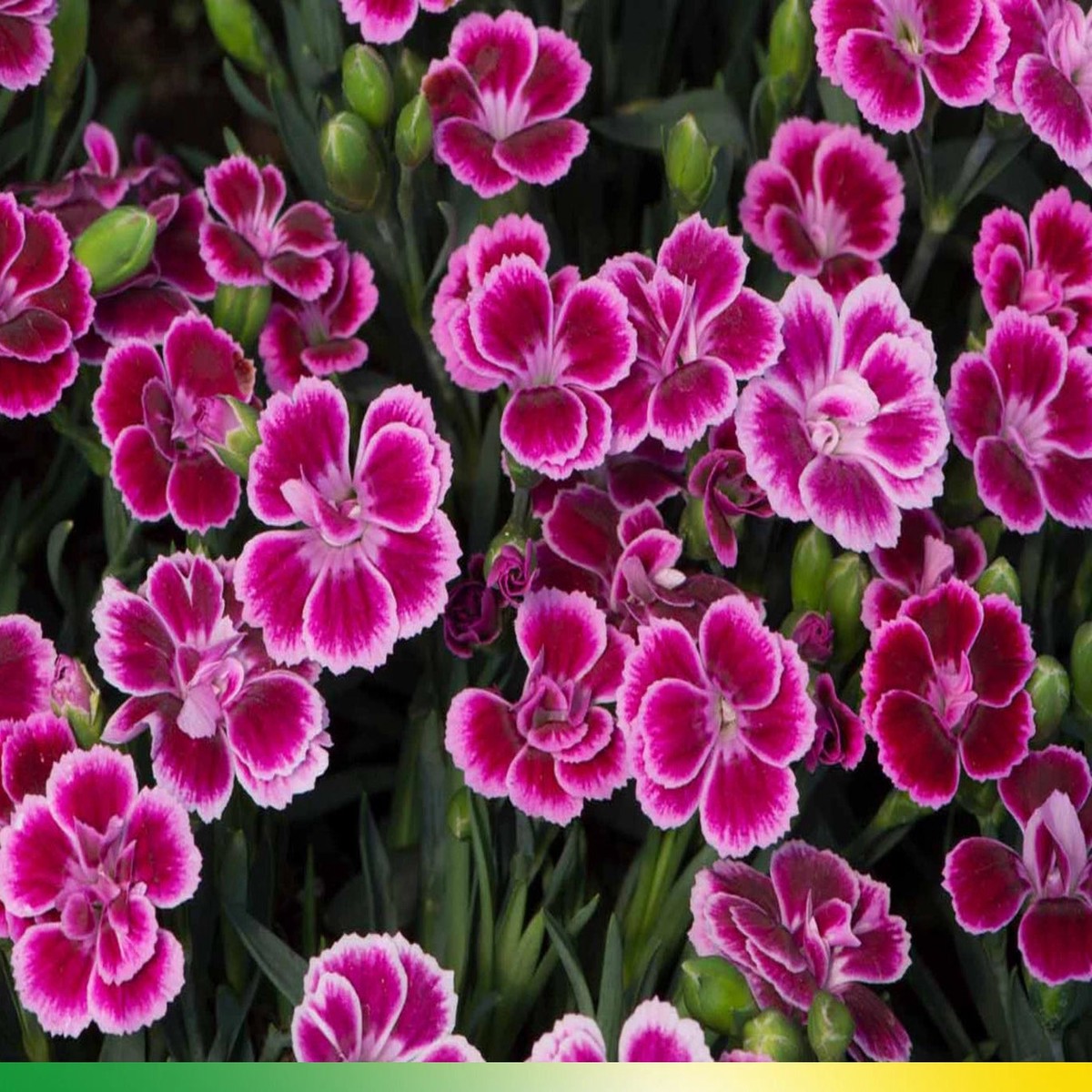 Dianthus Pink Kisses Carnations - Dianthus Seeds Heirloom, Non-GMO, High Germination Organic Garden Seeds