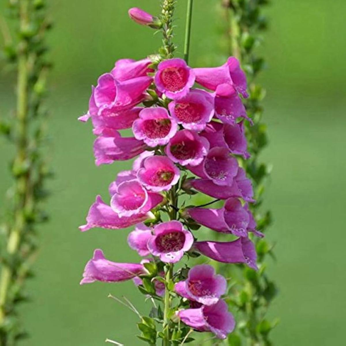 Digitalis Purpurea Monstrosa Large Single Flowers Flower Seeds Home Garden Planting, Lush
