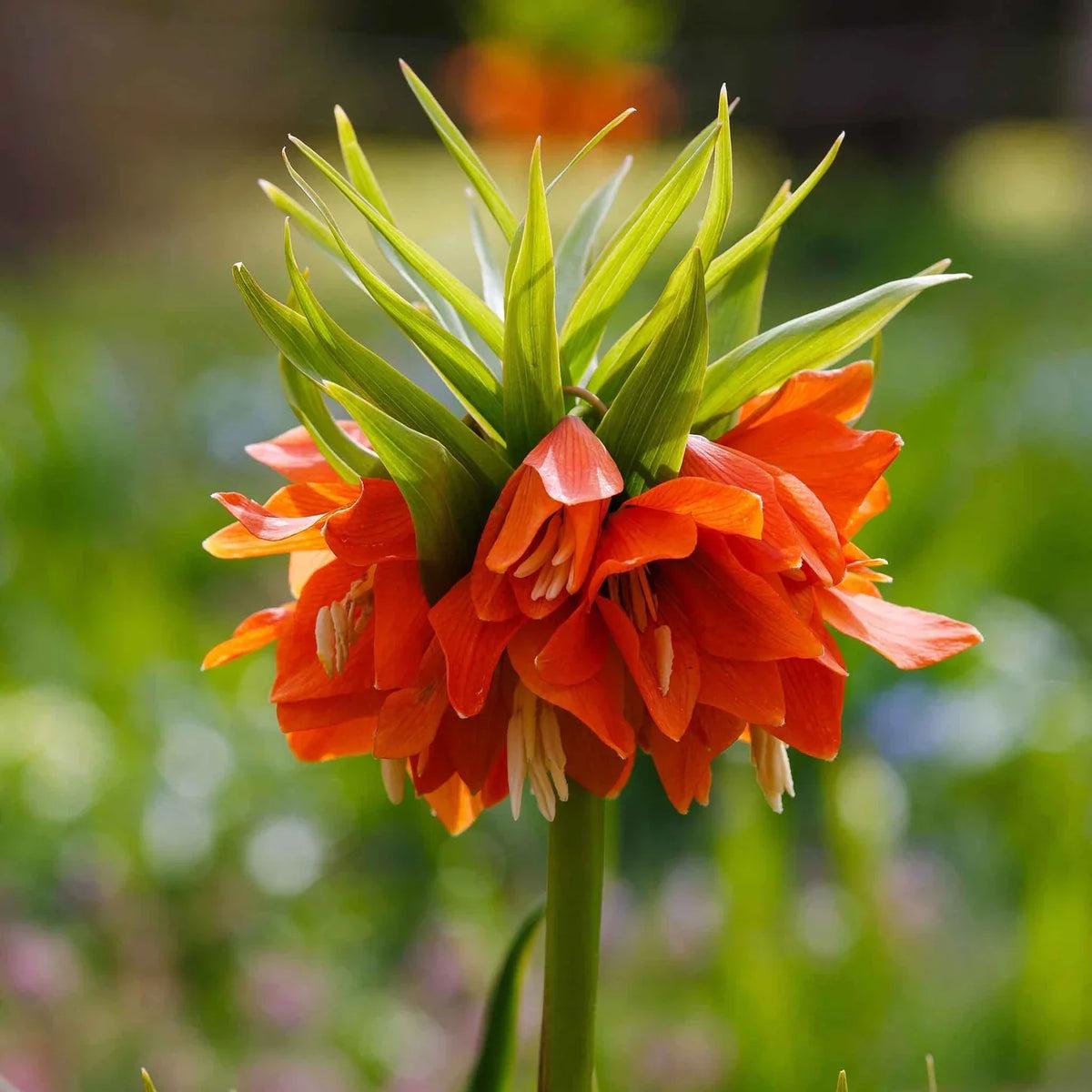 Fritillaria Flower seeds for Planting Cut Flower Favorite Heirloom & GMO Free Seeds for Home Garden Sale