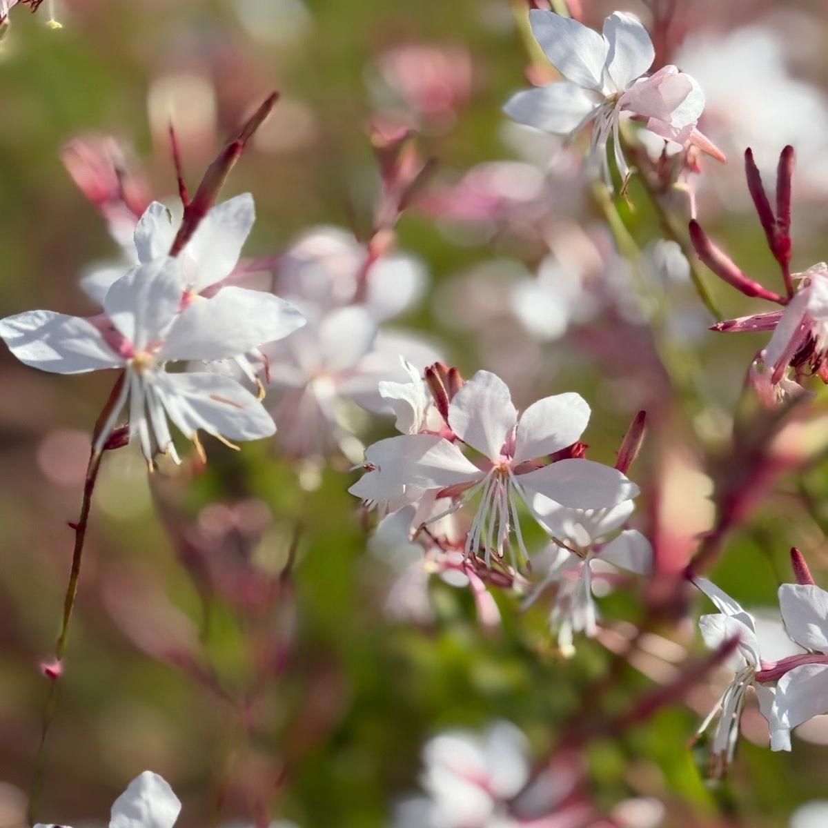 Gaura 'The Bride'