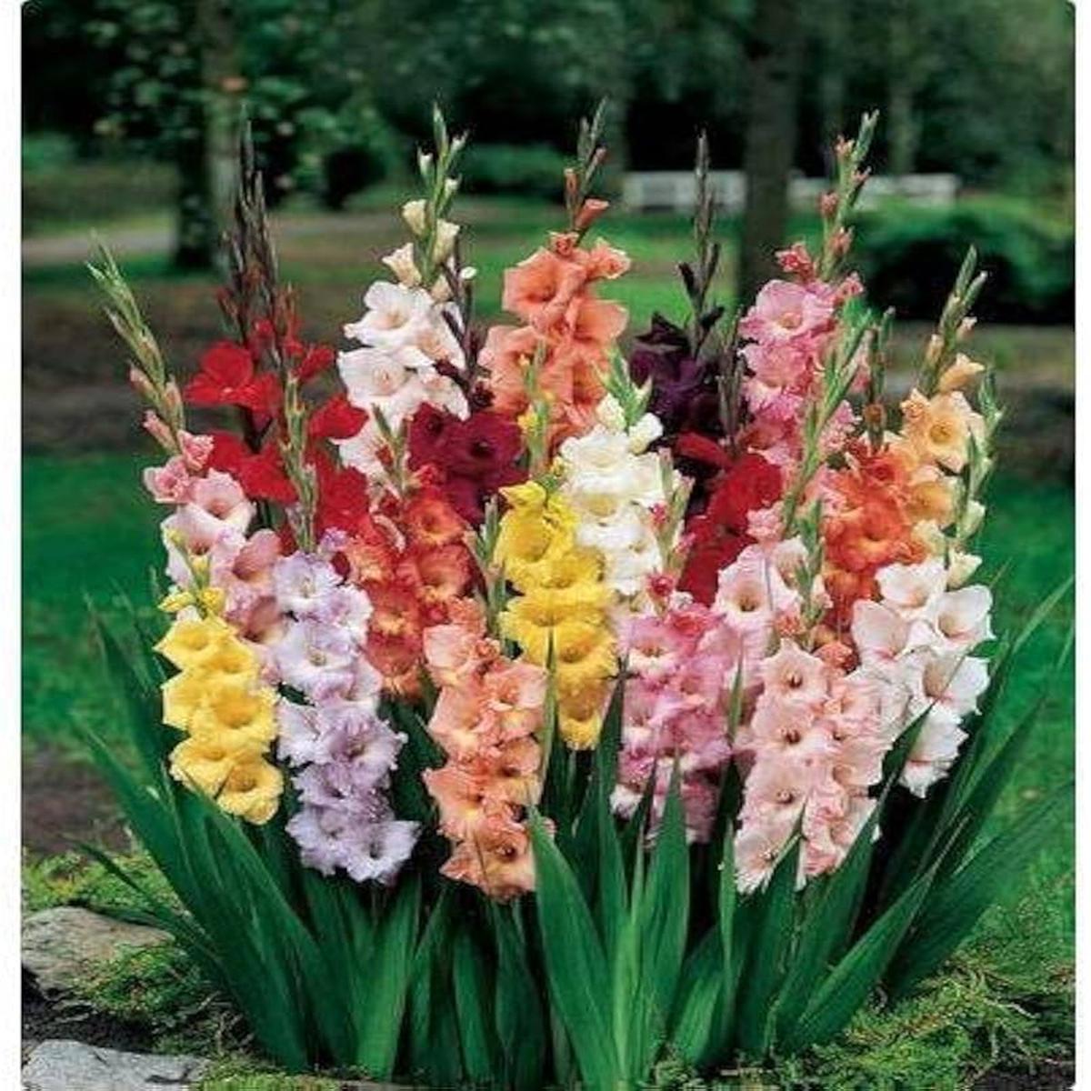 Gladiolus Flower Gladiolus hortulanus Seeds for Planting for Flower Bed and Urban Garden