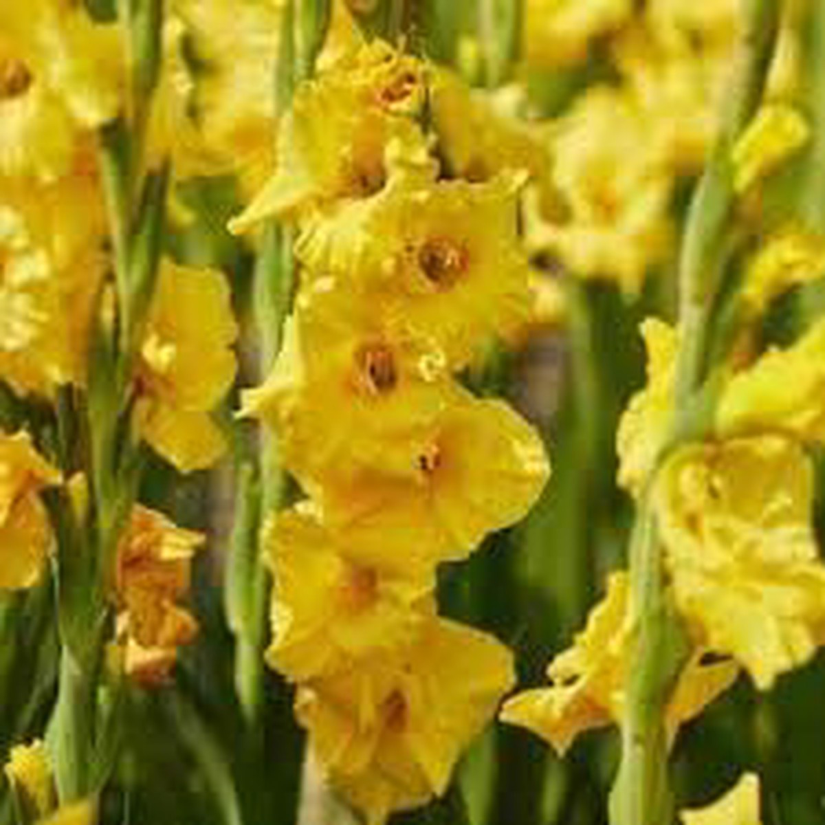 Gladiolus Flower Seeds Heirloom Non GMO Planting - 100 pcs