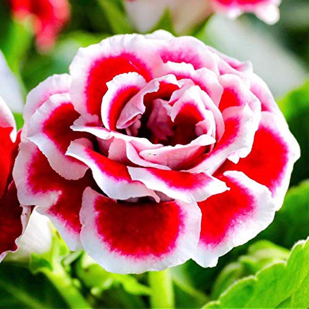 Gloxinia Flower Seeds for Planting Maroon Red White Seasonal Bloomer, Heirloom, Non-GMO, High Germination Organic Garden Seeds
