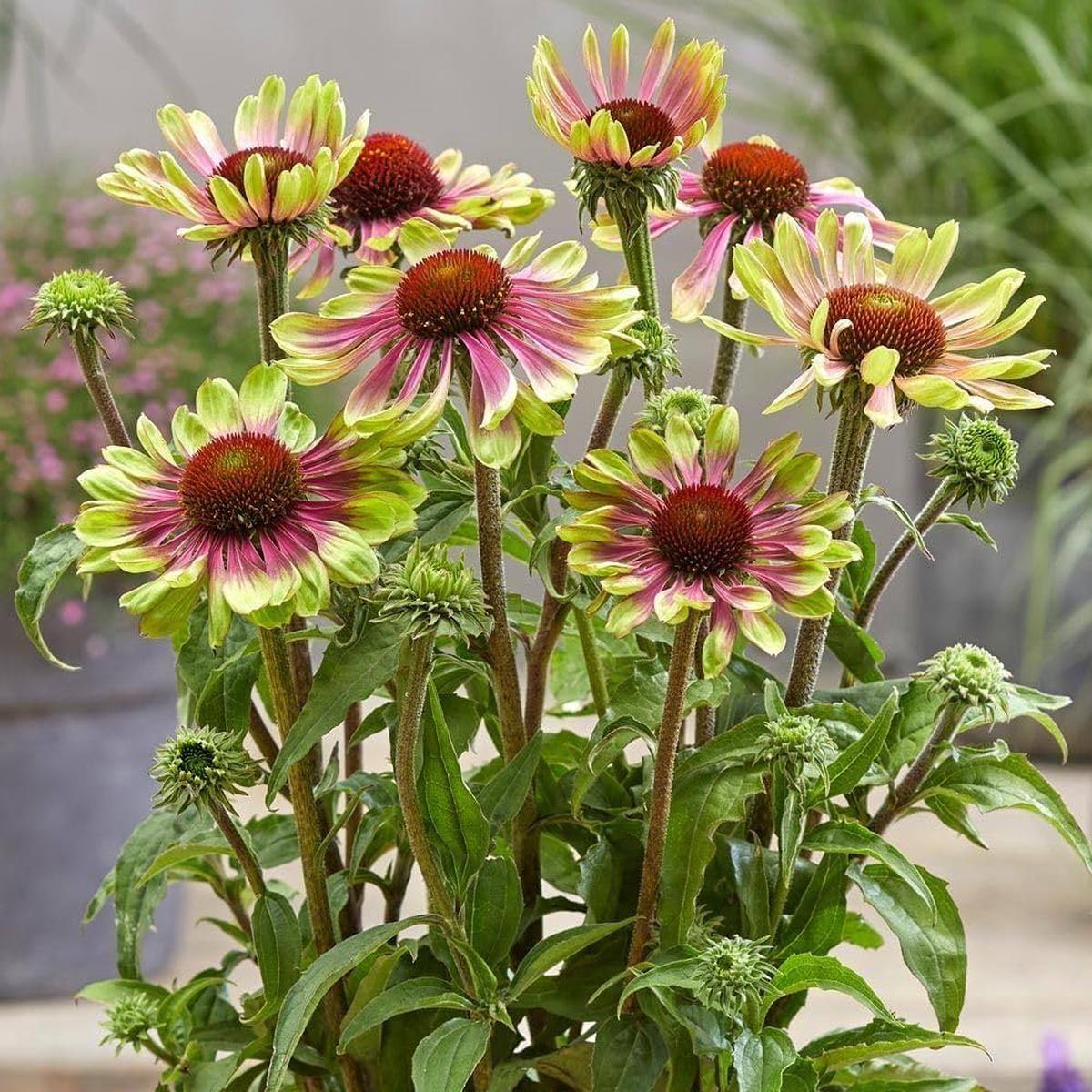 Green ConeFlower Seeds for Planting  Heirloom Non-GMO Perfect for Borders Organic Garden Seeds