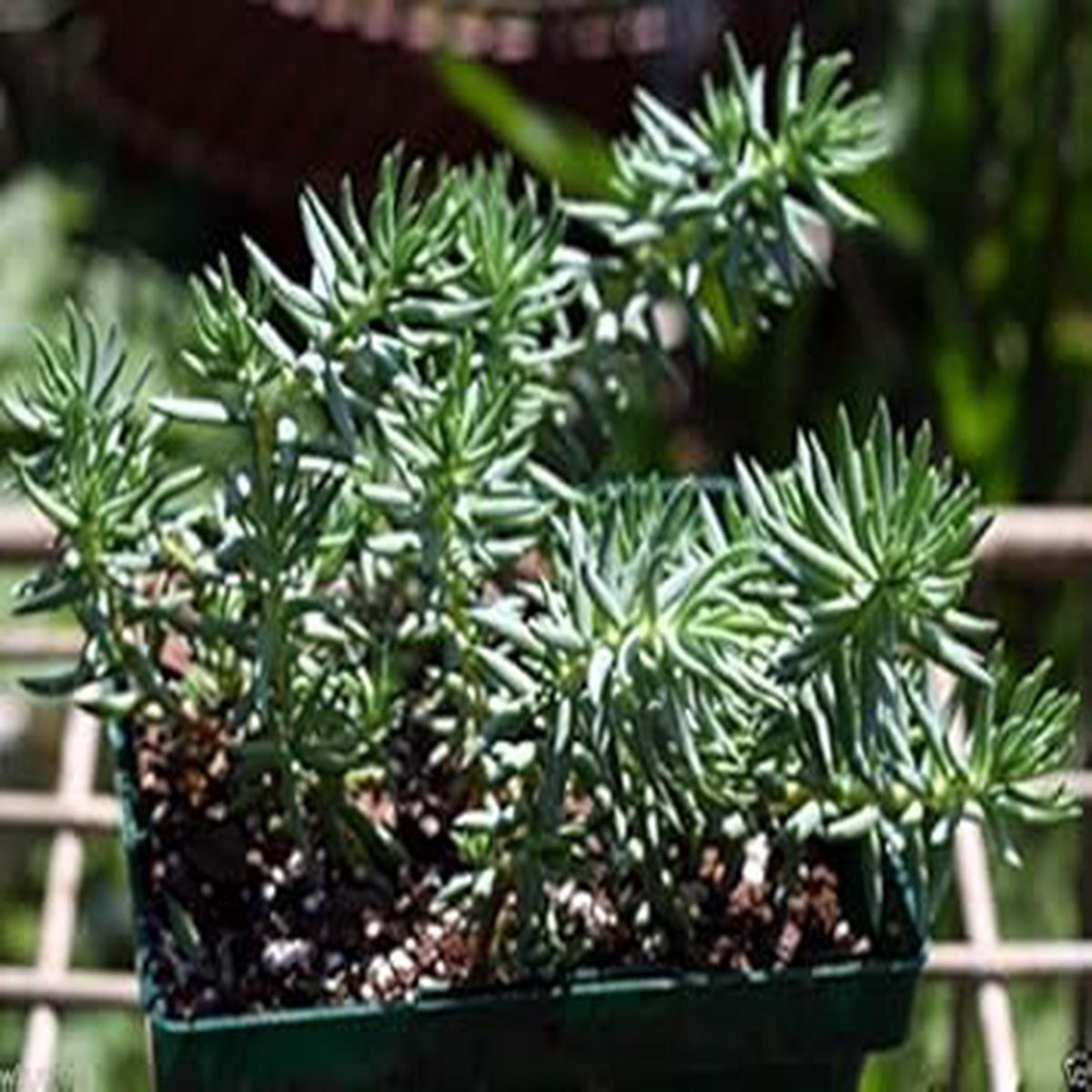 Green Sedum Montanum Plant Seeds for Planting  NON GMO Heirloom Seeds, High Germination, Organic Garden Succulent