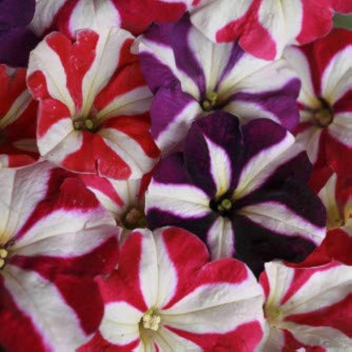 Hanging Petunia Flower Seeds - Multicolor Seeds for Balcony and Garden Planting