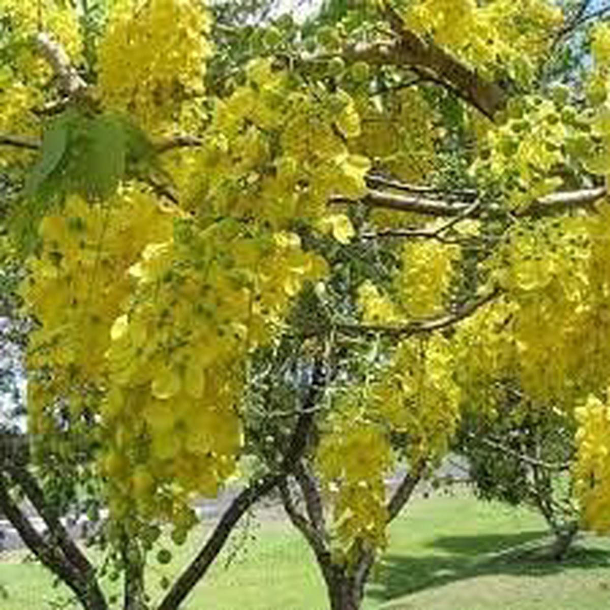Heirloom Non-GMO Cassia Flower Seeds for Planting Golden Blooms Pollinator Gardens