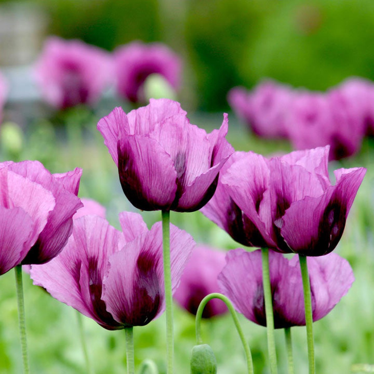 Heirloom Non Gmo Hungarian Flower Vibrant And Traditional Garden Planting Flower Seeds Home