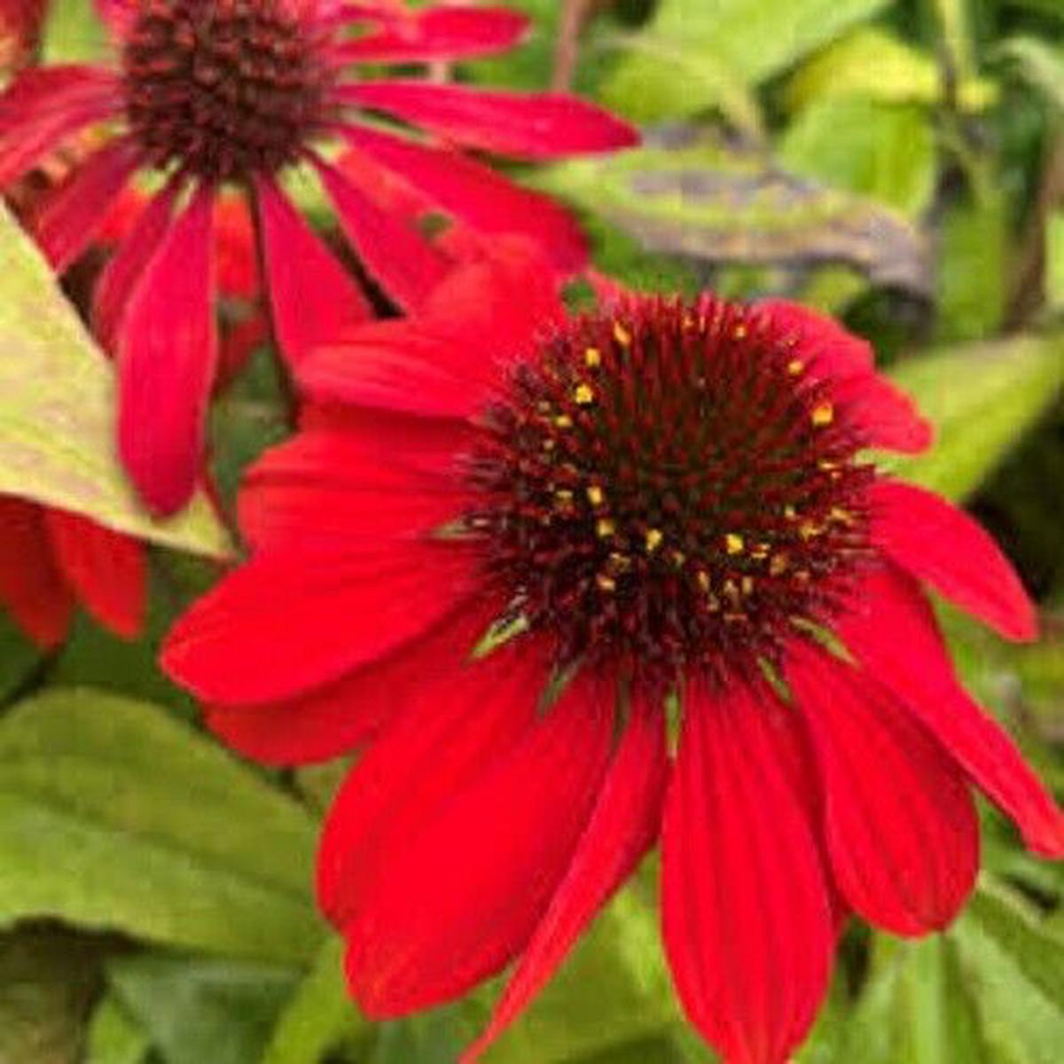 Heirloom Non-GMO Red Coneflower Seeds  Vibrant Pollinator Blooms for Garden Planting