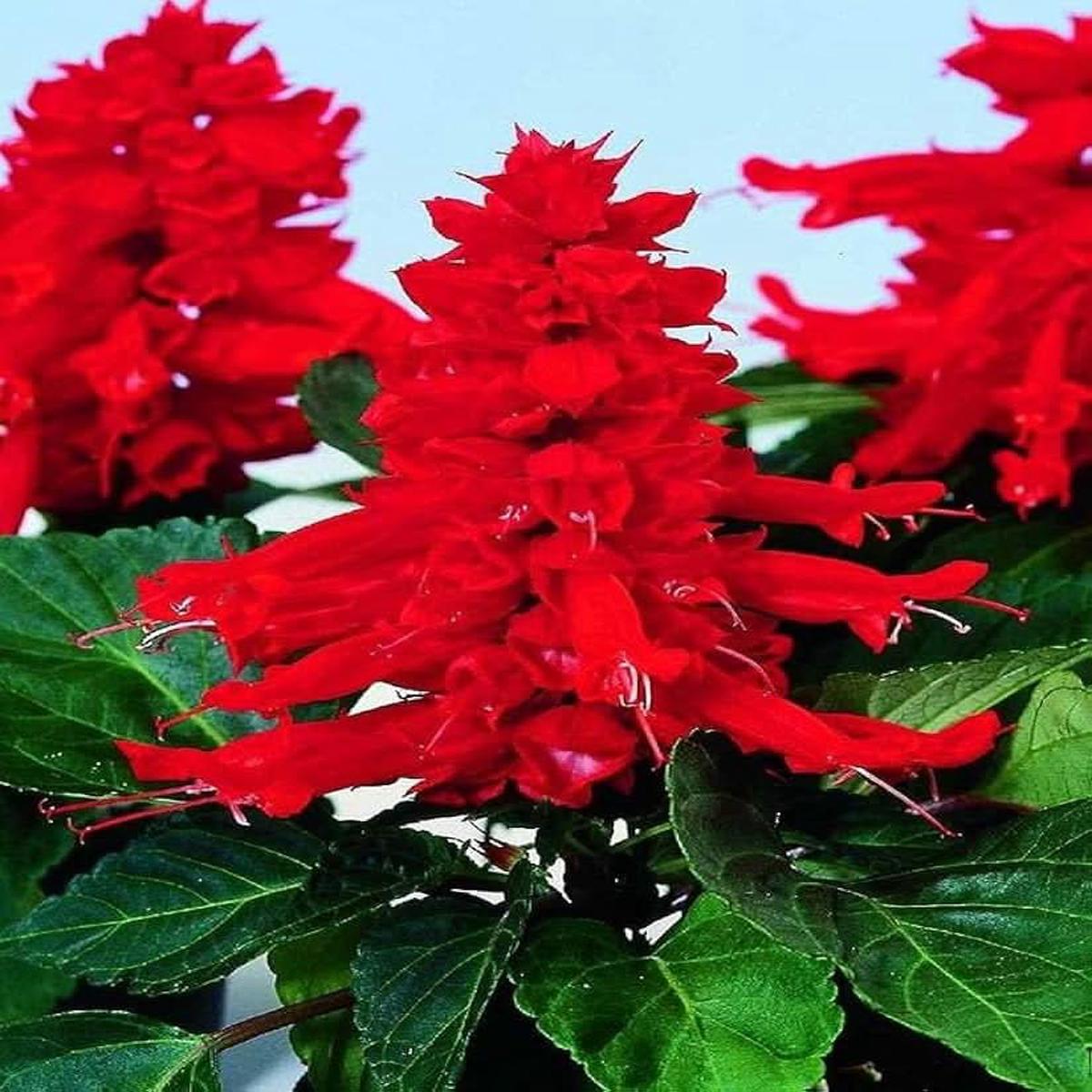 Heirloom Non Gmo Scarlet Sage Flower For Planting Bright Pollinator Friendly Garden Blooms Flower